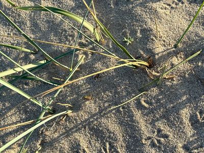 Bänder Trennung zur negativen Auslöser