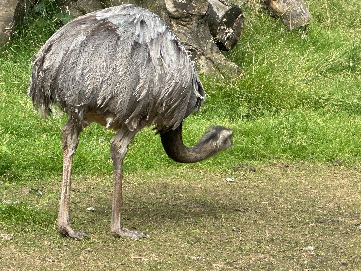 ​Engel und Krafttiere als Hilfe in Krisensituationen