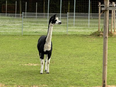 Mutterthema Orakel Mutterthema Orakel