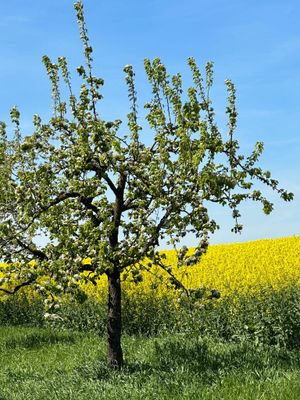 "Heilung der Ahnen" Komplette Seminar zum Thema Ahnen und Familien System