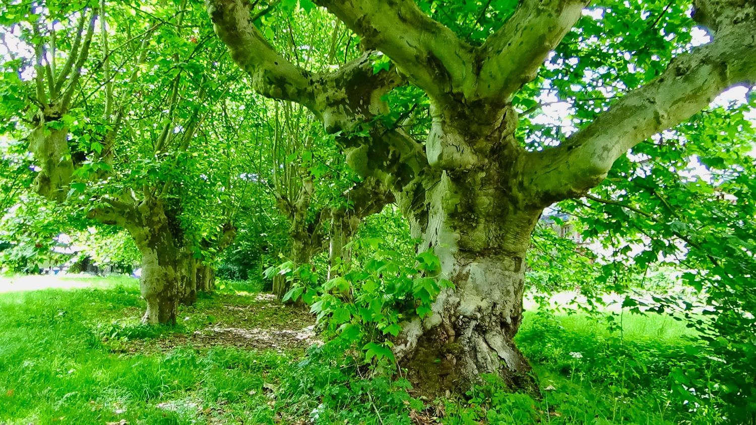 Schamanischer Schutzkreis Schamanischer Schutzkreis