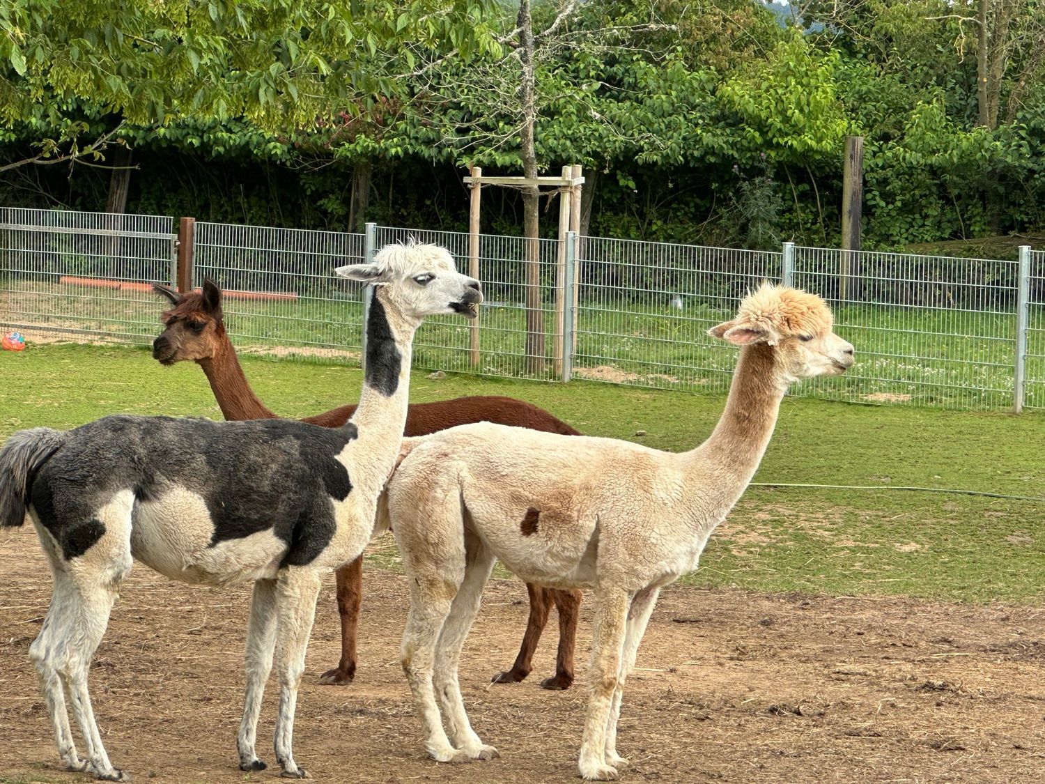 Schamanische Krafttierkreis Orakel Schamanische Krafttierkreis Orakel