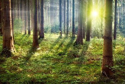 Schamanische Zeit-Reisen: Rückführung oder Zukunftsreise Schamanische Zeit-Reisen: Rückführung oder Zukunftsreise