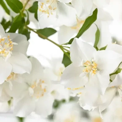 Parfum - fragrance naturelle de Jasmin