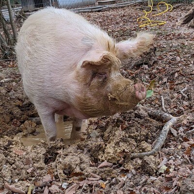 Pig Enrichment with a piggin' hot drink and cookies voucher