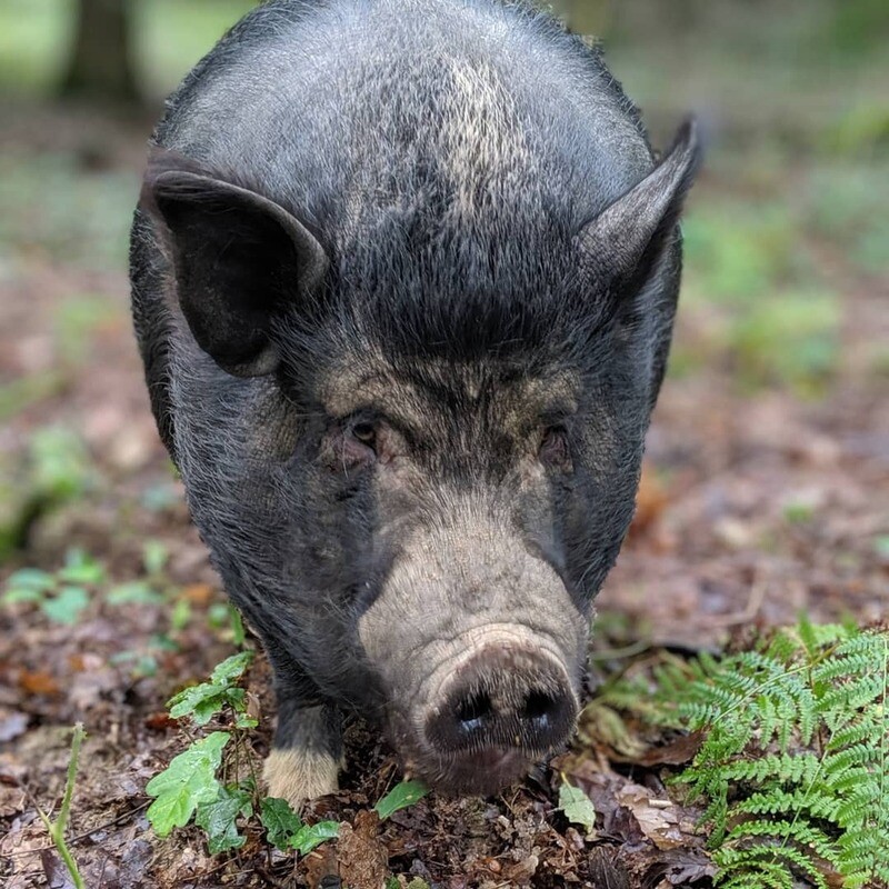 Pig Enrichment voucher