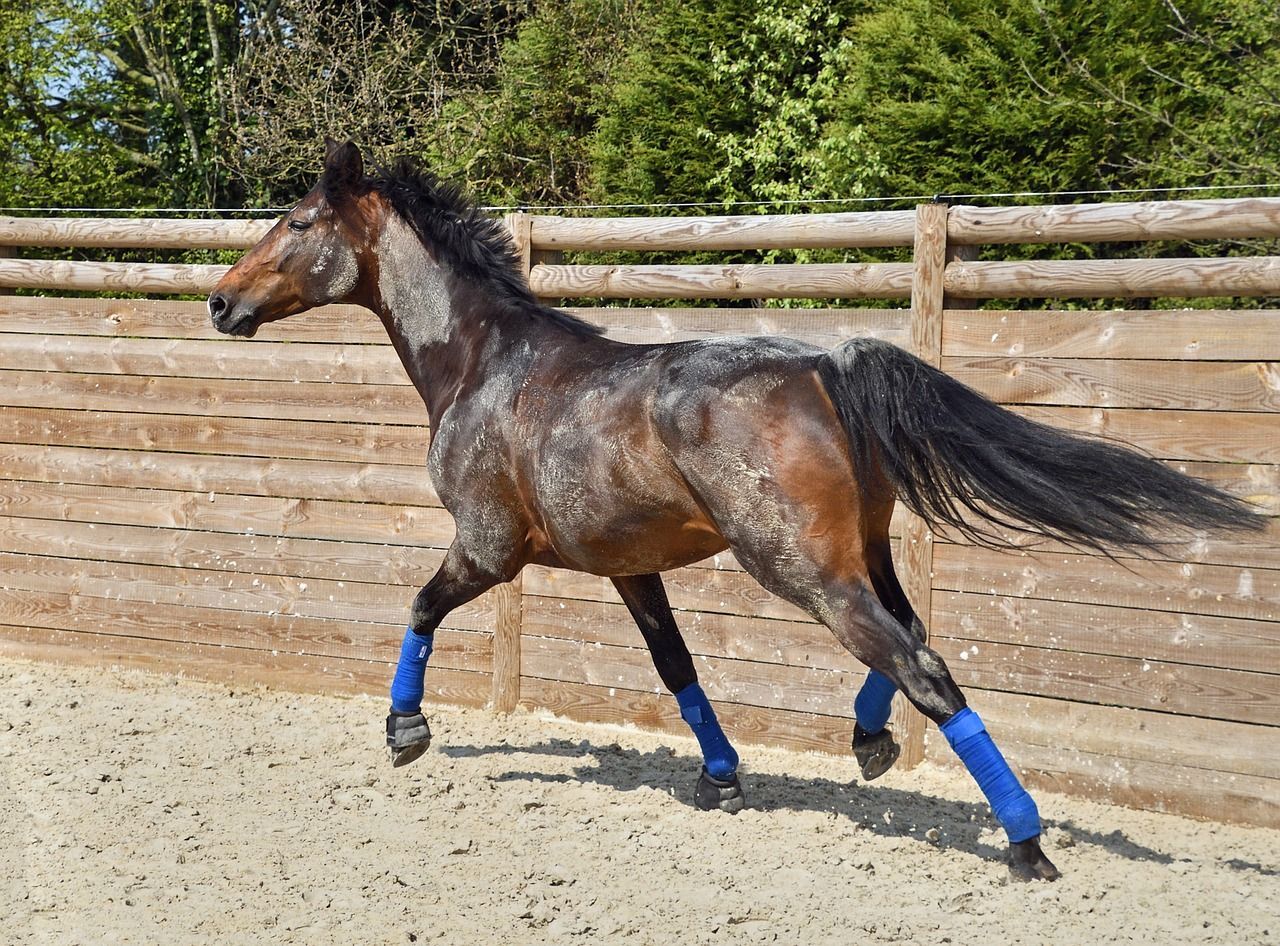 Fyzio-cvičení pro koně – aneb základy fyzioterapie, biomechanika pohybu a správný výcvik koní - Dominika Švehlová 10. – 12. 10. 2025