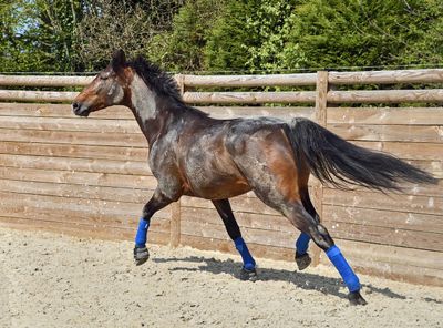 Fyzio-cvičení pro koně – aneb základy fyzioterapie, biomechanika pohybu a správný výcvik koní - Dominika Švehlová 10. – 12. 10. 2025