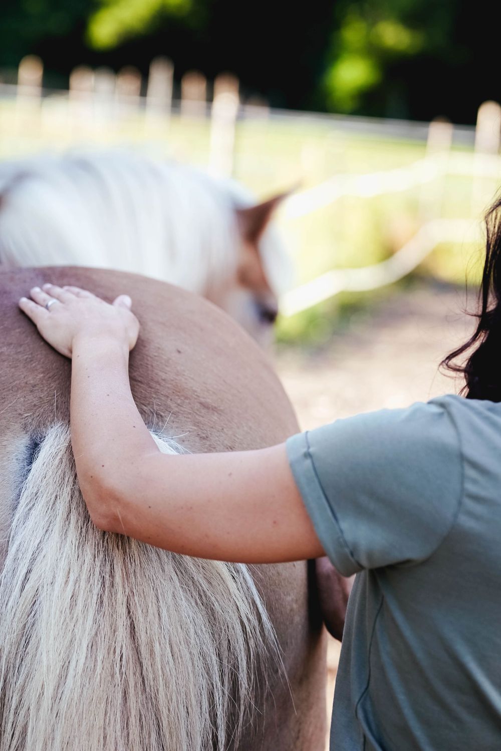 Energetické lečení pro lidi a zvířata 24.4.2026 - 18.10.2026 Energetické lečení pro lidi a zvířata 24.4.2026 - 18.10.2026