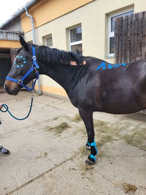 Kineziotaping pro koně - 14.-16.8.2026 Krásno u Karlových Varů Kineziotaping pro koně - 14.-16.8.2026 Krásno u Karlových Varů