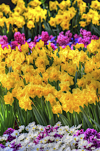 Les Jonquilles