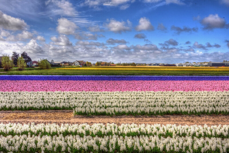Des fleurs jusqu&#39;à l&#39;horizon