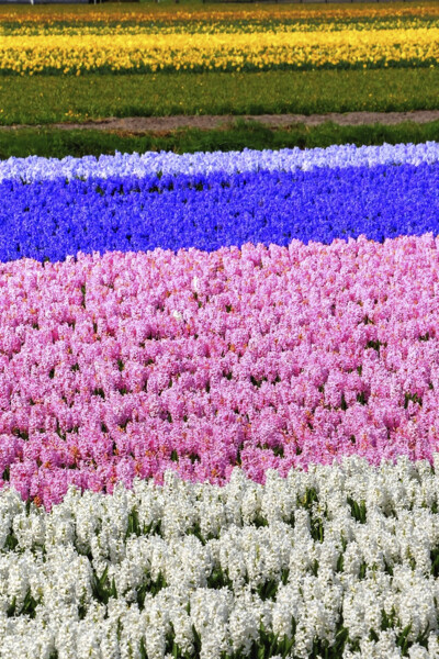 Parallélisme floral