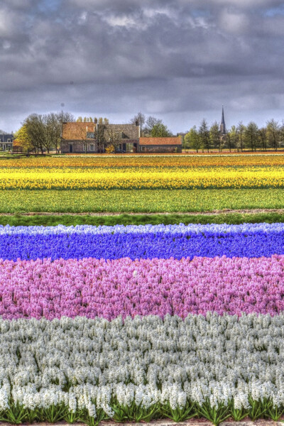Entre fleurs et ciel