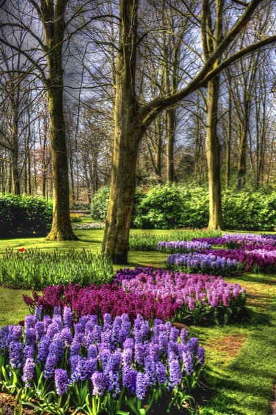 Les arbres du bonheur
