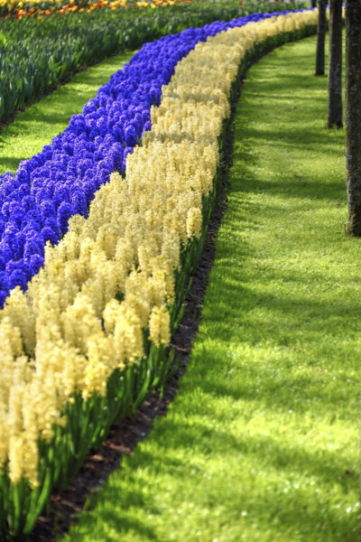The flower&#39;s curve
