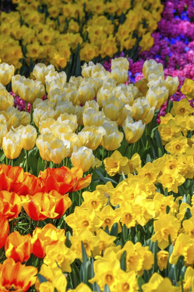 Carnaval de fleurs