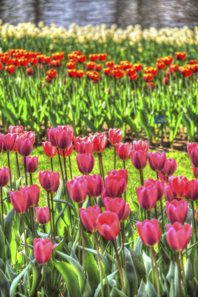 Les tulipes rouges