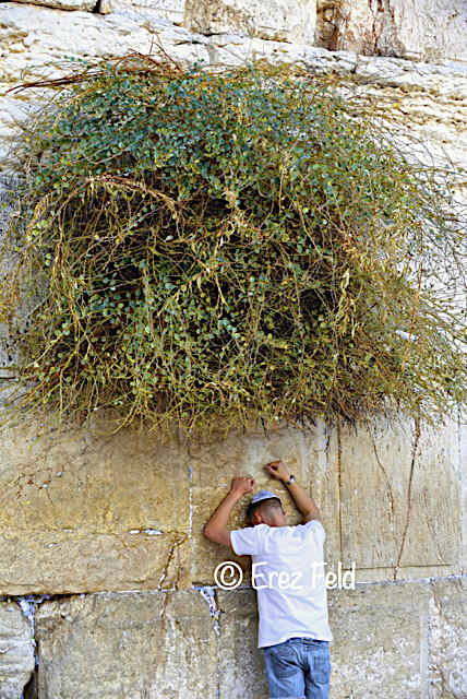 Le Buisson Ardent