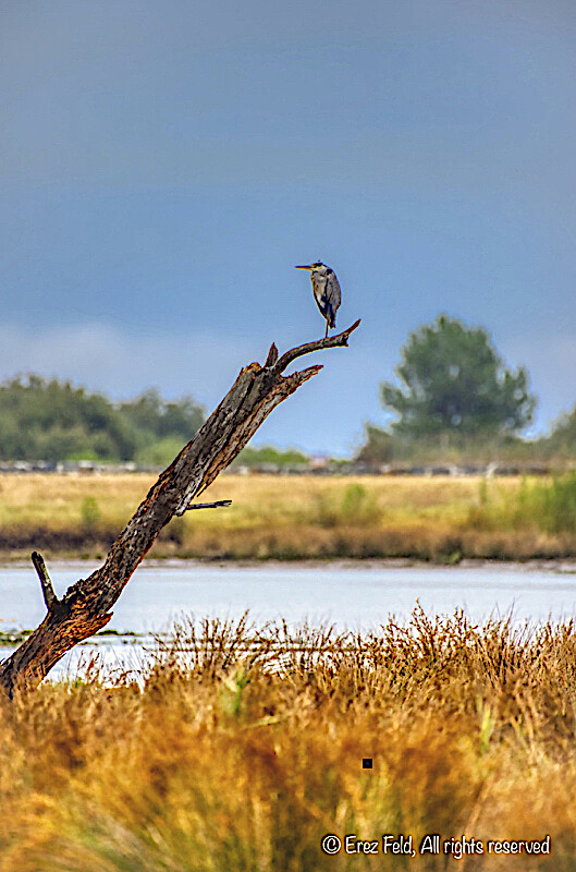 Maître oiseau perché