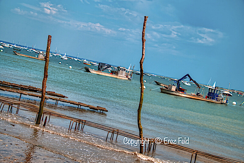 Tree boats