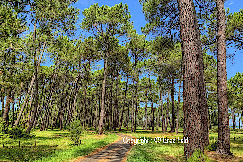 La forêt de pins