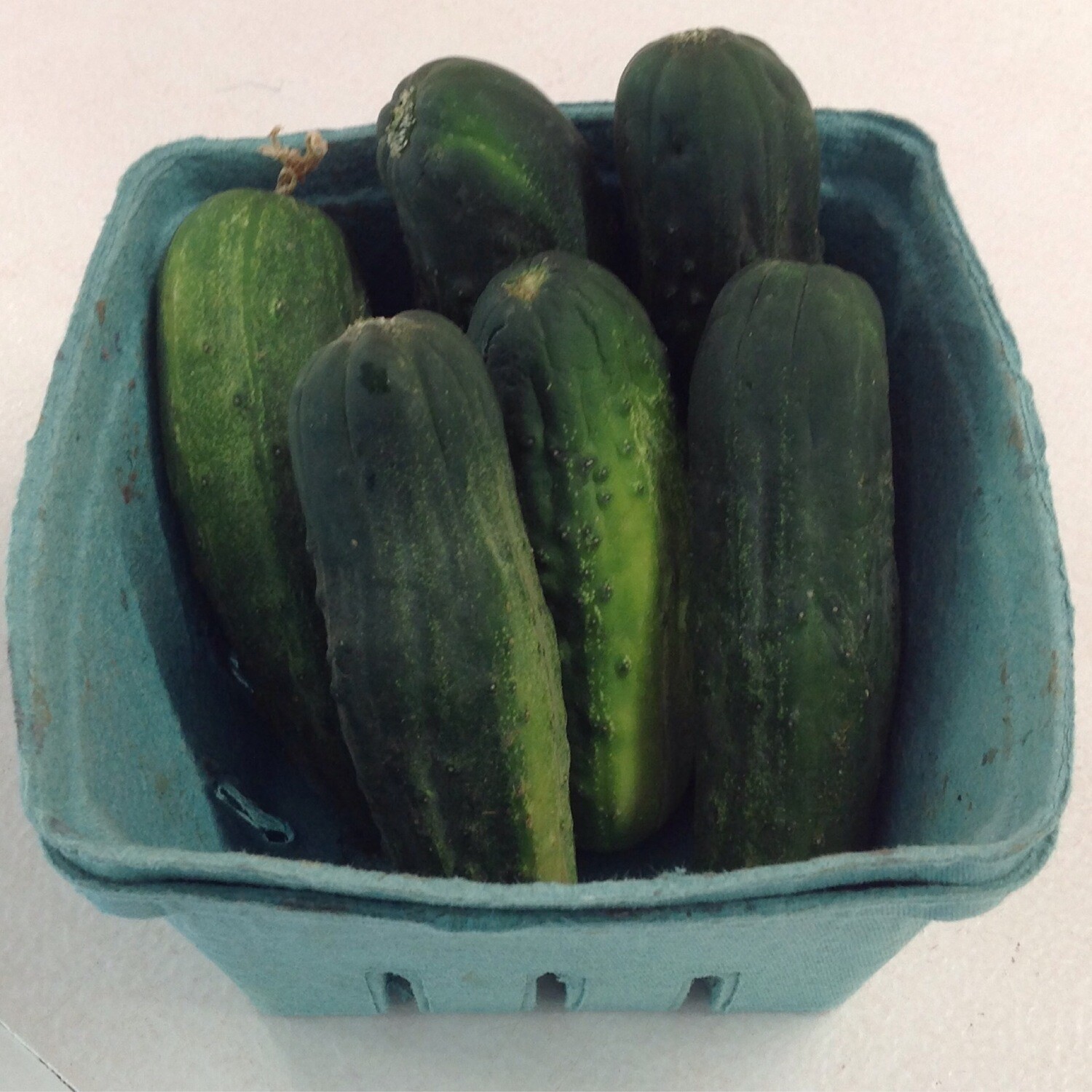 Cucumber - Quart about 7 Cucumber - Quart about 7
