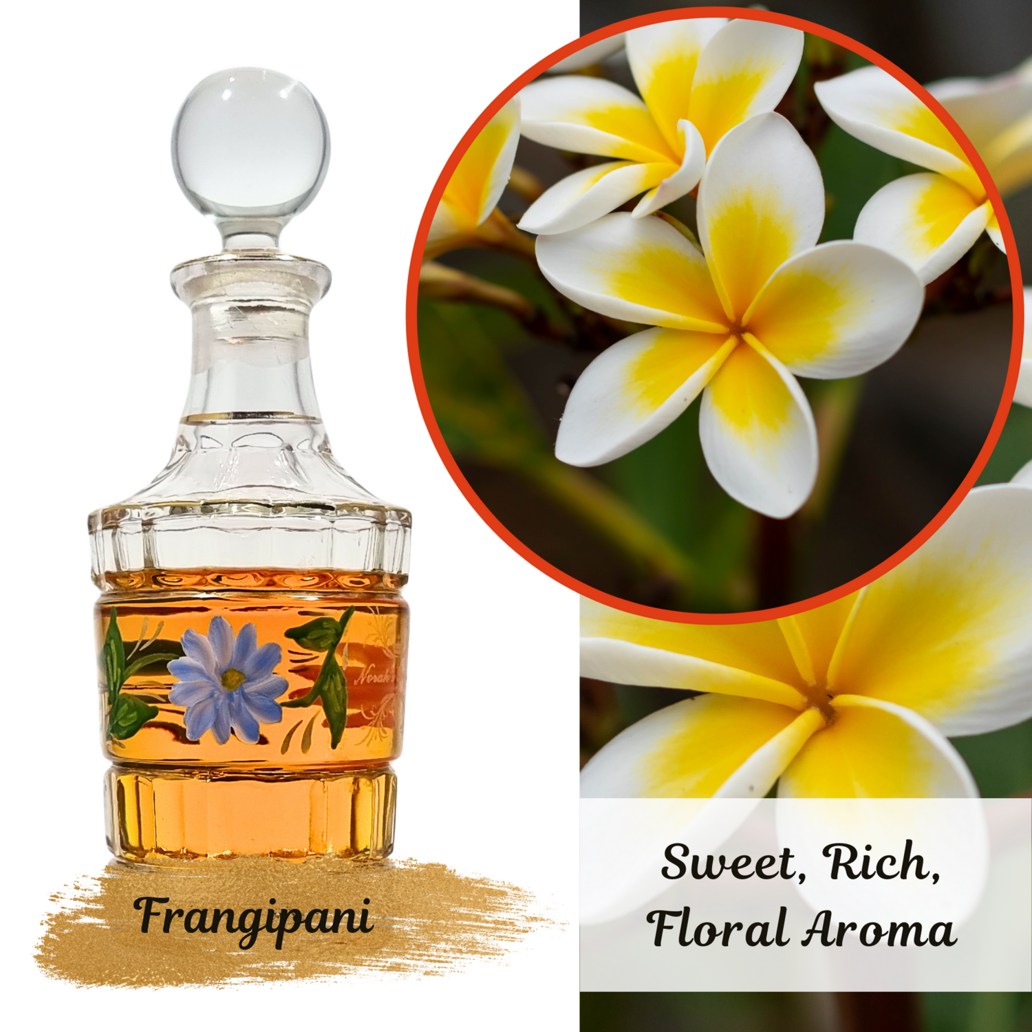 Frangipani