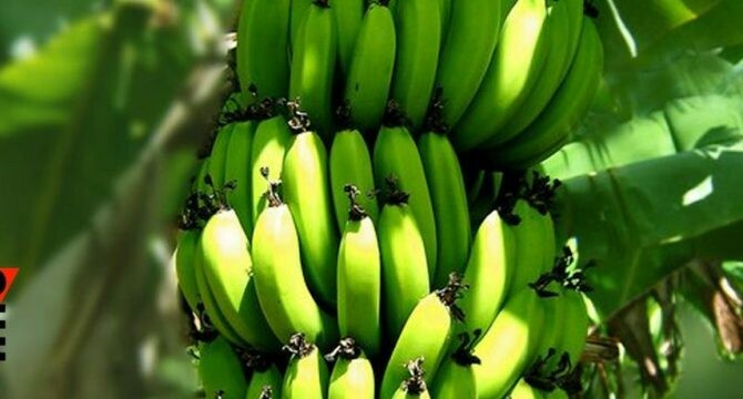 Banane