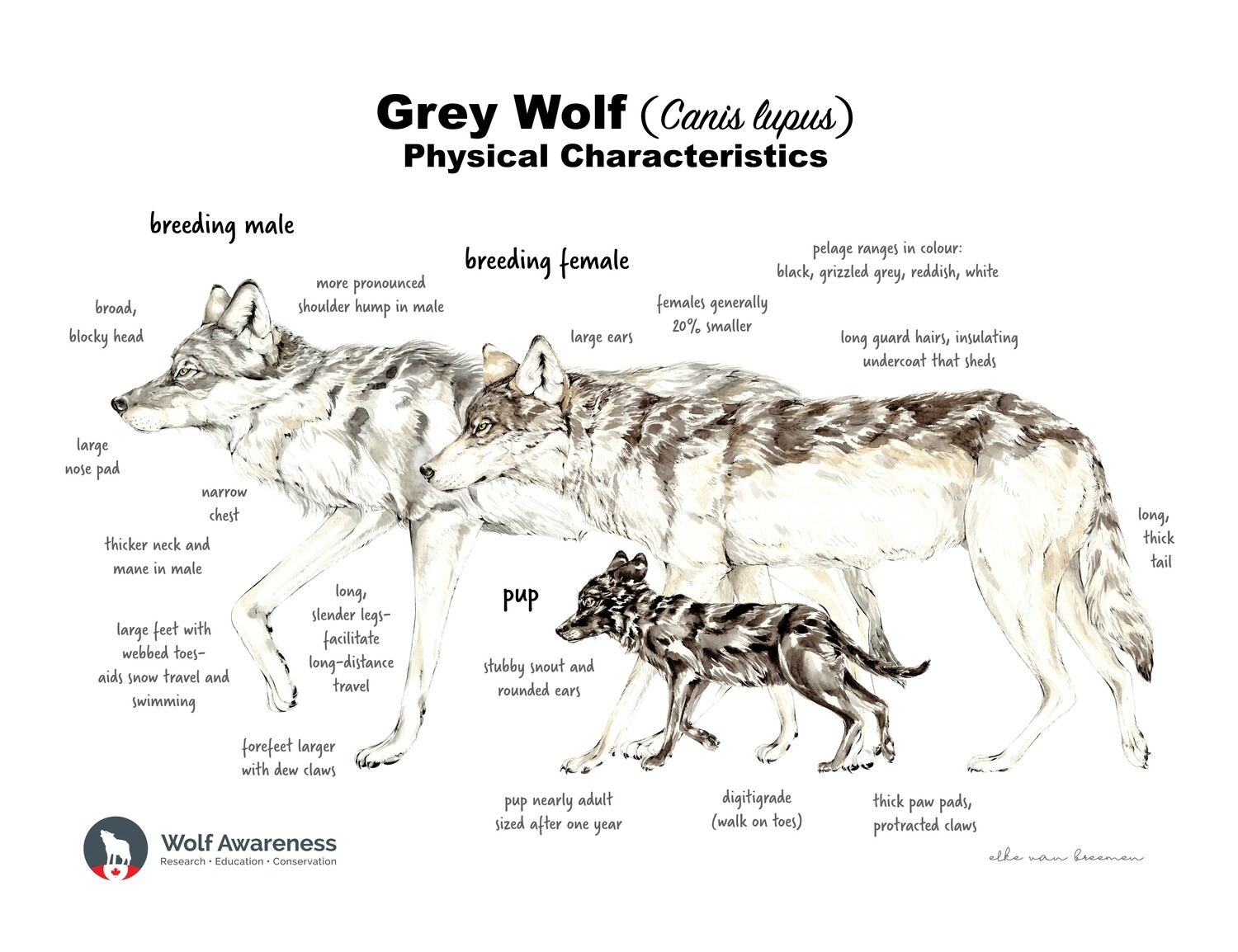 FREE Wolf Family Poster by artist Elke van Breemen FREE Wolf Family Poster by artist Elke van Breemen