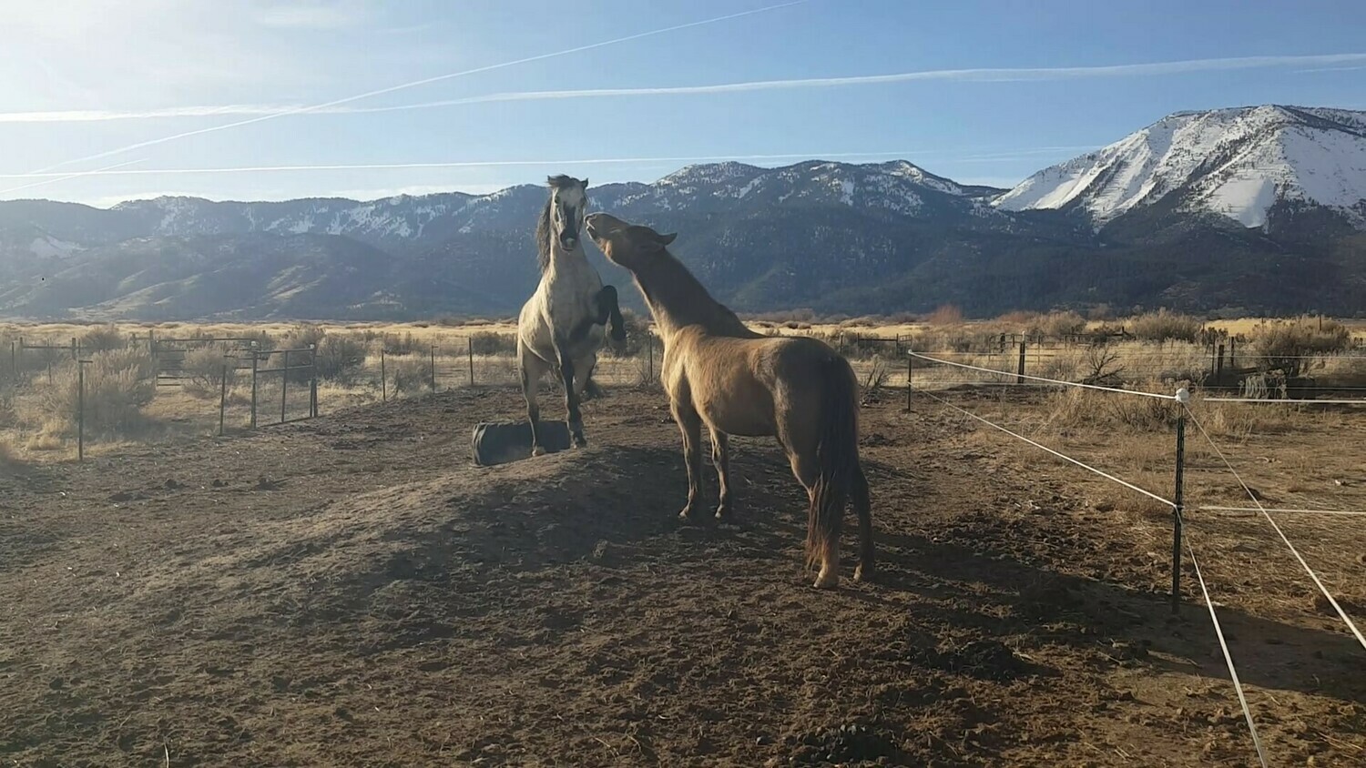 NHC 1: What is Natural Horse Care?