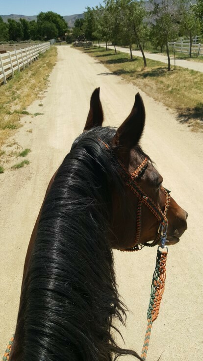 BUS 2: Running and Representing Your Business