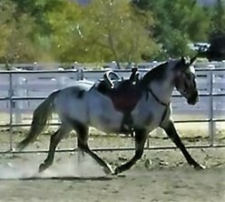 HHS 4: Honoring Horses