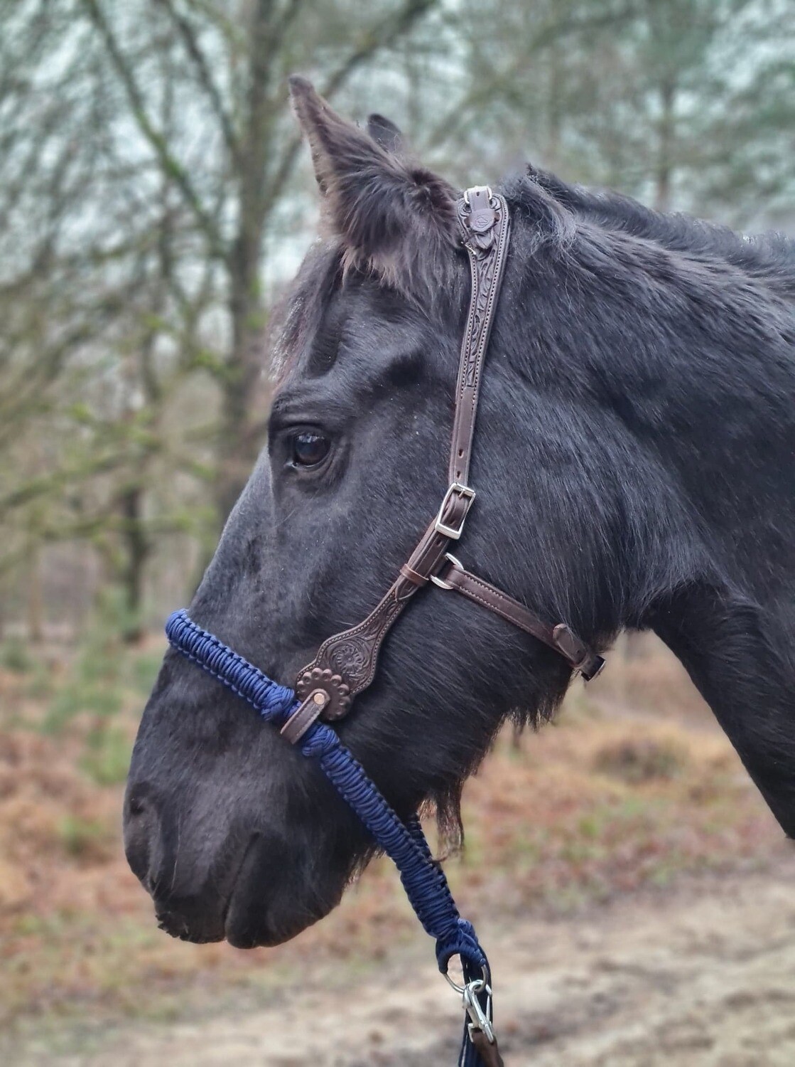 EDIX ED3 - Rose Western Headstall