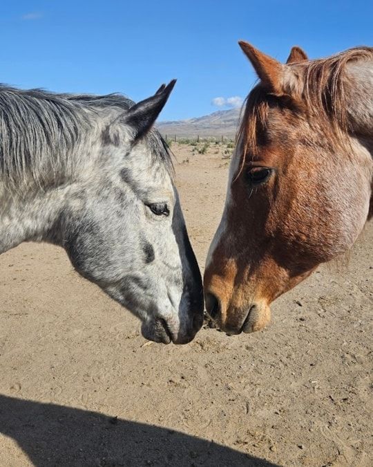 HH Zoom Open Meet Up - February