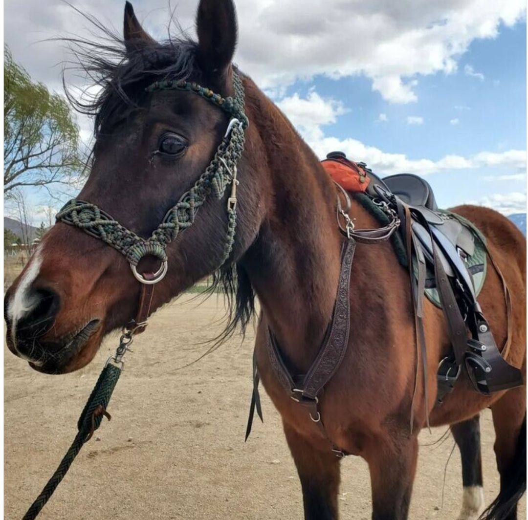 Basic Treeless Saddle Fitting