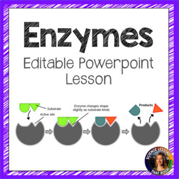 Enzymes Powerpoint Lesson