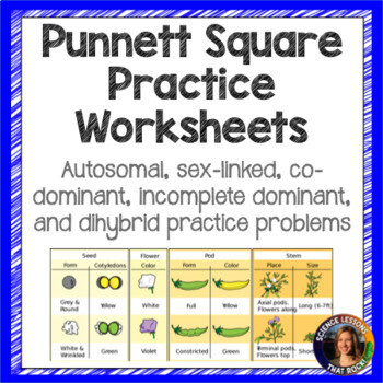 Punnett Square Practice Worksheets