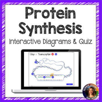 Protein Synthesis Interactive Diagram