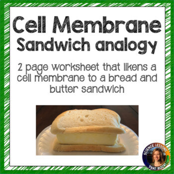 The Cell Membrane Analogy Worksheet