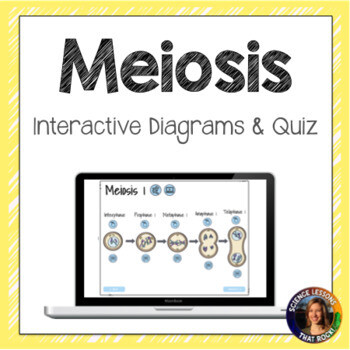 Meiosis Interactive Diagram
