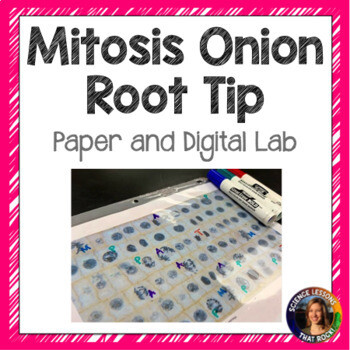 Mitosis Onion Root Tip Analysis