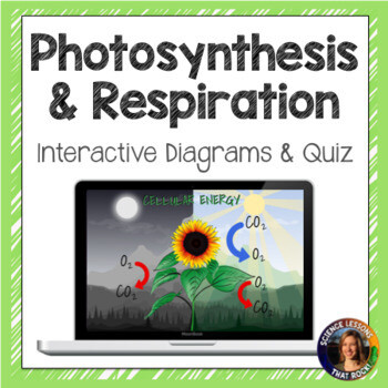 Photosynthesis and Cellular Respiration Interactive Diagram