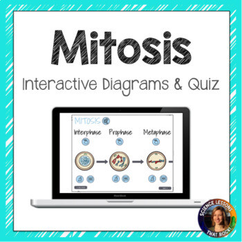 Mitosis Interactive Diagram