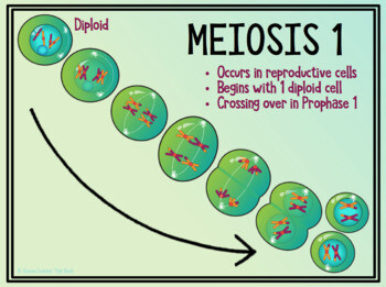 Meiosis Posters - Store - Science Lessons That Rock