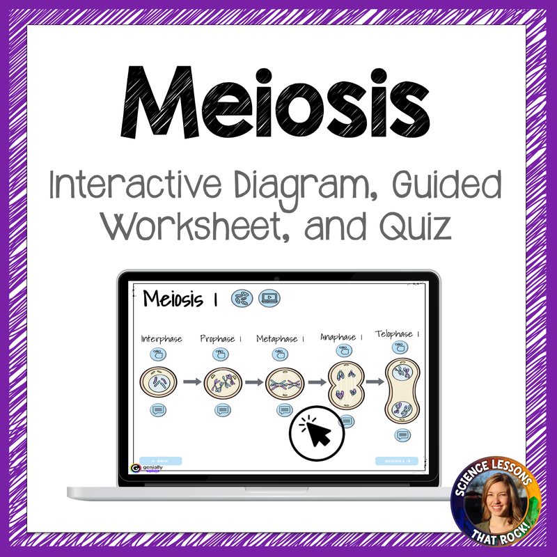 Meiosis Interactive Diagram