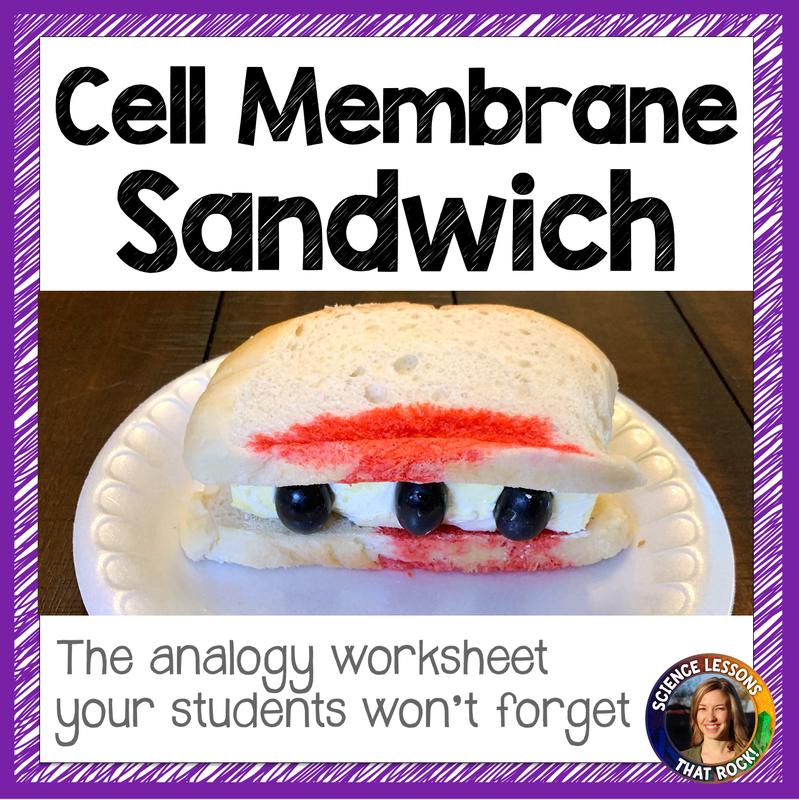 The Cell Membrane Analogy Worksheet