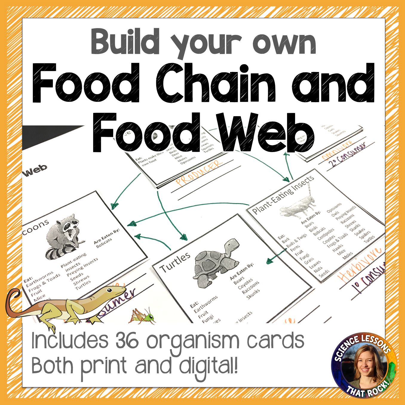 Create Your Own Food Chain and Web