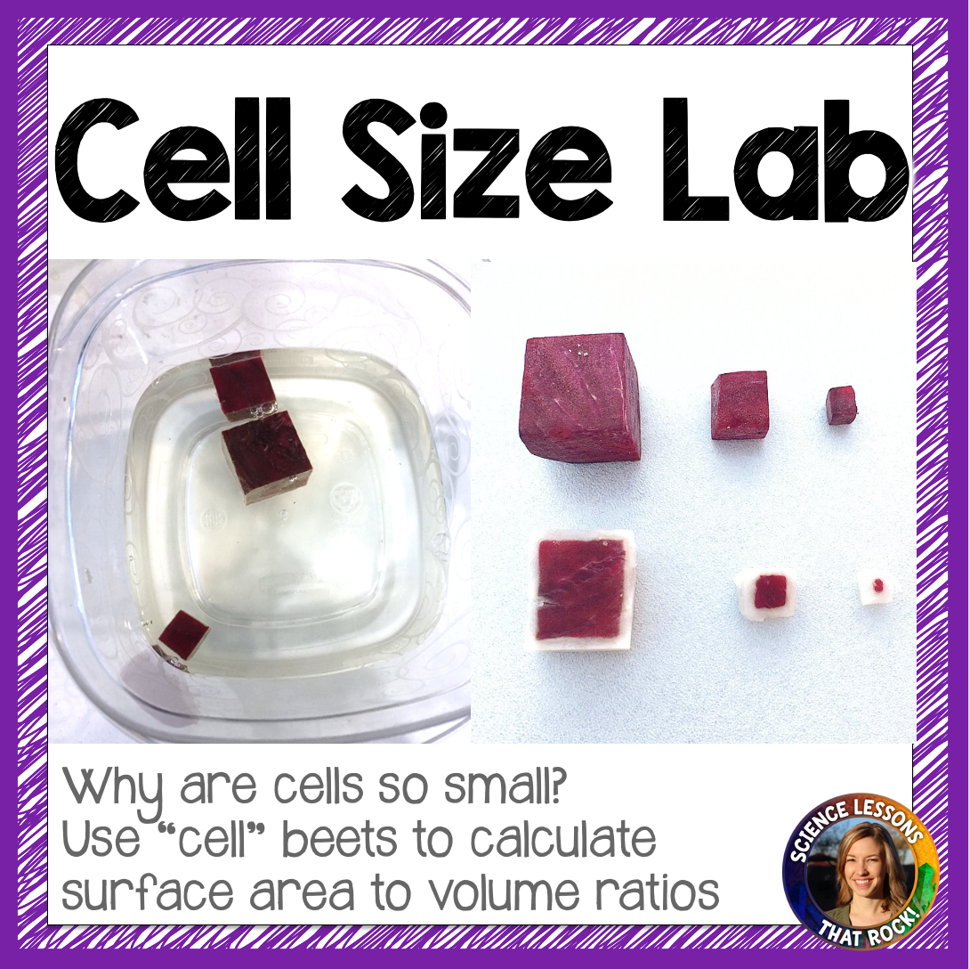 Cell Size Lab: Surface Area to Volume lab