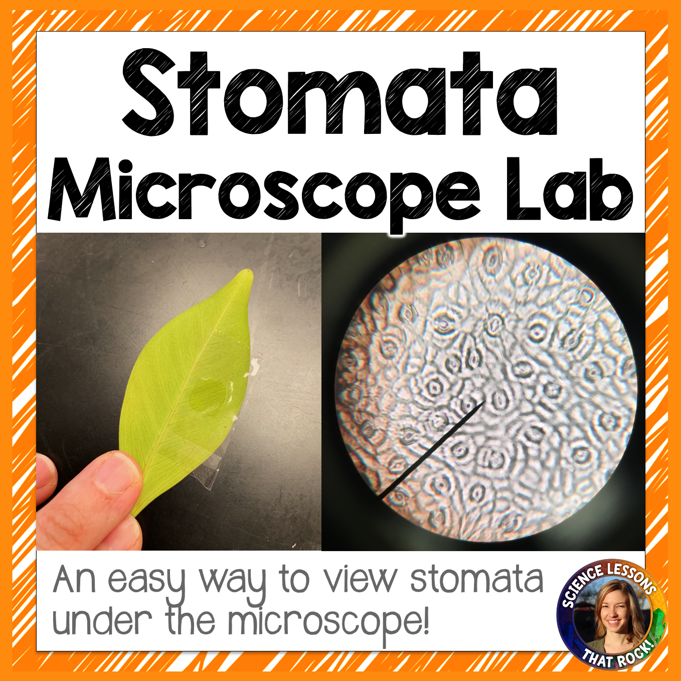Stomata Microscope Lab